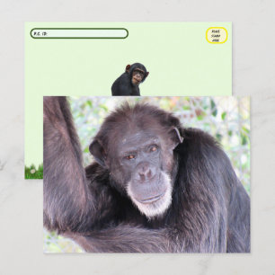 Pic Pic of Chimpanzee Vykort