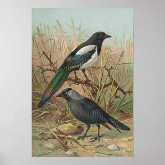 Pica pica, Lycus monedula Poster (Framsidan)