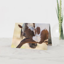 Picasso Strejka Vild Horse Greeting Card