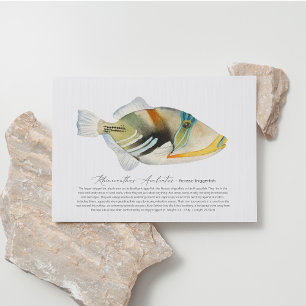 Picasso Triggerfish Helg Vykort