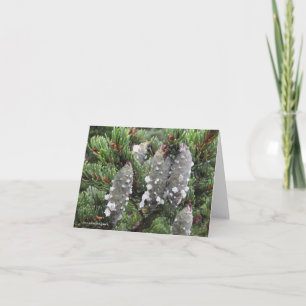 Picearubens, röd spruce helgkort