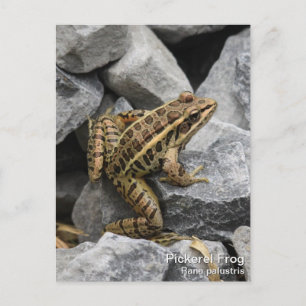 Pickerel Frog Vykort