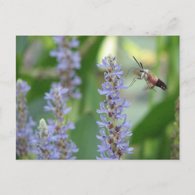 Pickerel- och malvykort vykort (Framsida)