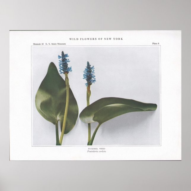 Pickerel Ogräs - Pontederia cordata Poster (Framsidan)