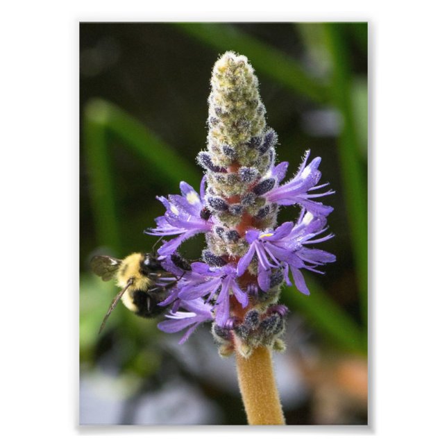 Pickerelweed och humla fototryck (Framsidan)