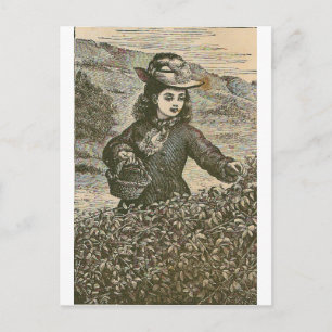 Picking Berries Vykort