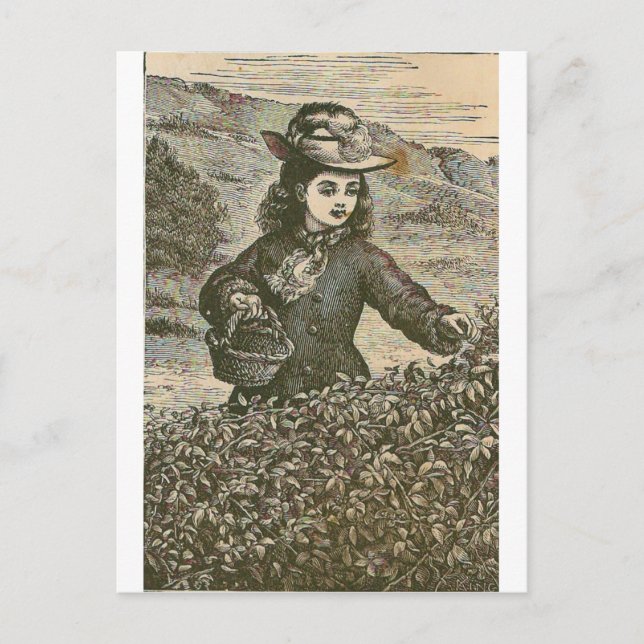 Picking Berries Vykort (Framsida)