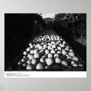 Picking Citrus, januari 1956 av Ansel Adams Poster