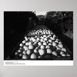 Picking Citrus, januari 1956 av Ansel Adams Poster