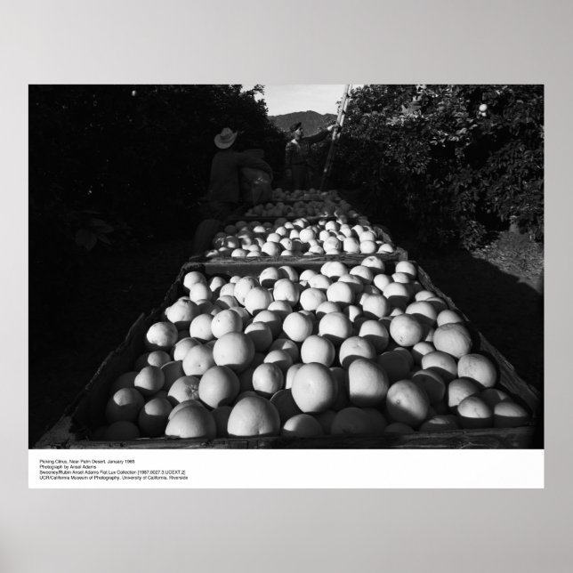 Picking Citrus, januari 1956 av Ansel Adams Poster (Framsidan)