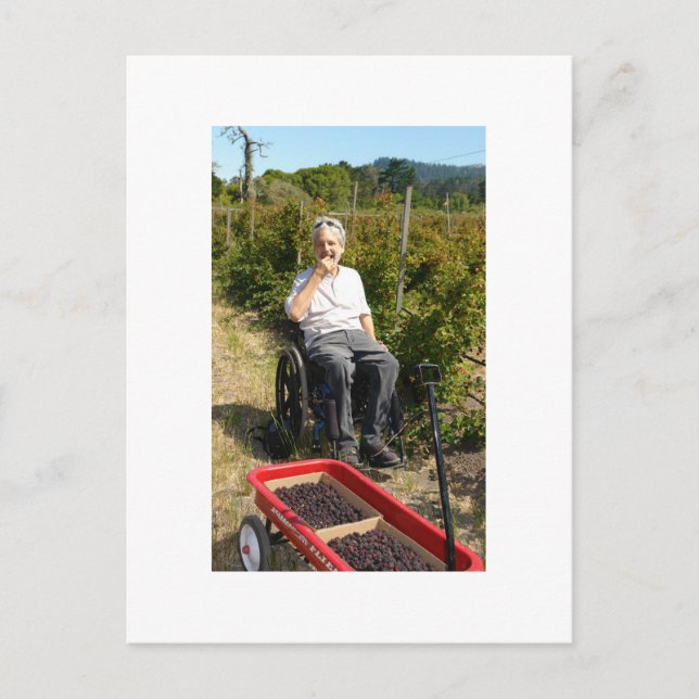 Picking Olalliebär i norra Kalifornien Vykort (Framsida)