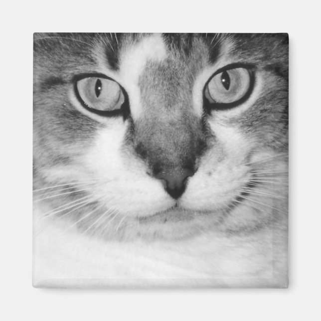 Pickle Magnet (Framsidan)