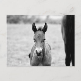 Pickle the Foal Vykort