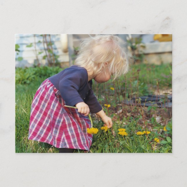 Pickningsdandelions vykort (Framsida)