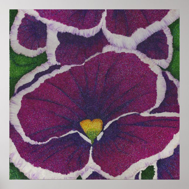 Picottee Pansy Poster (Framsidan)
