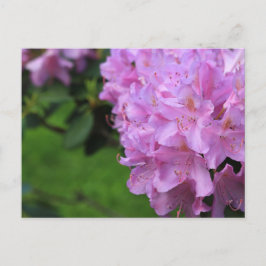 Picturesque Rhododendron Vykort