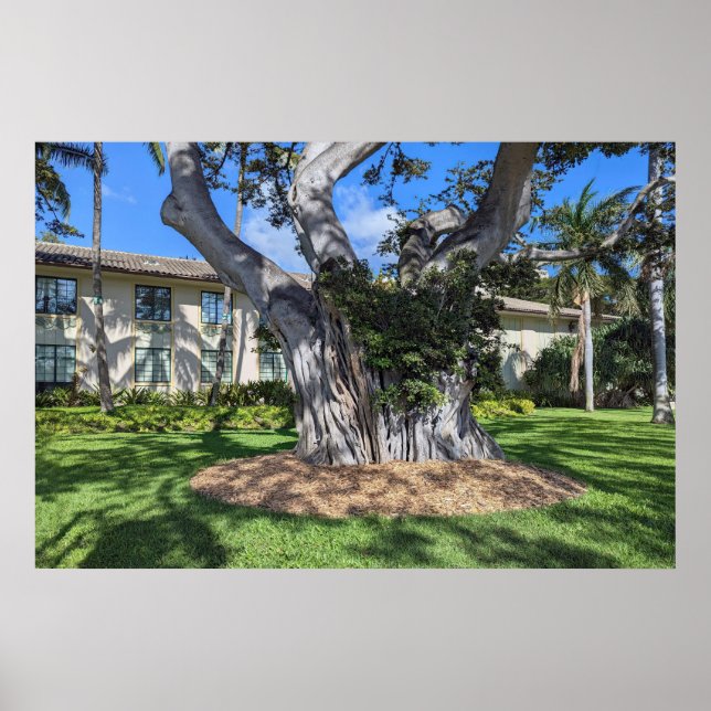 Picturesque Träd Poster (Framsidan)