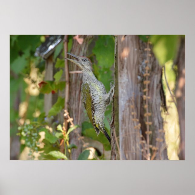 Picus Viridis - Grünspecht Poster (Framsidan)