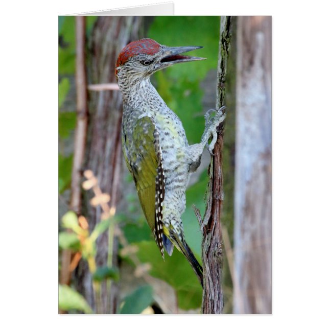 Picus viridis hälsningskort (Framsidan)