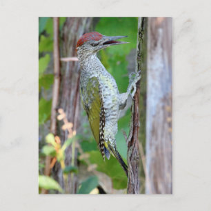 Picus viridis vykort