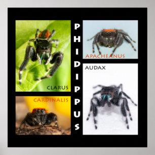 Pidor-uppsättning för fidippus poster