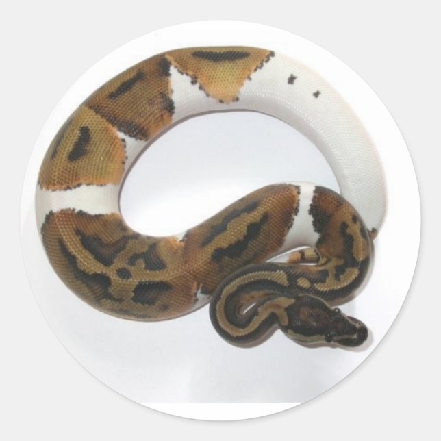 Piebald boll python runt klistermärke (Framsida)