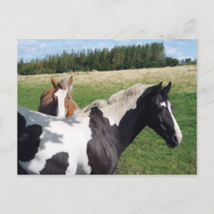 Piebald & Chestnut Horses Vykort