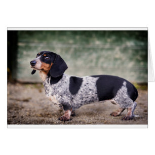 Piebald dachshund hälsningskort