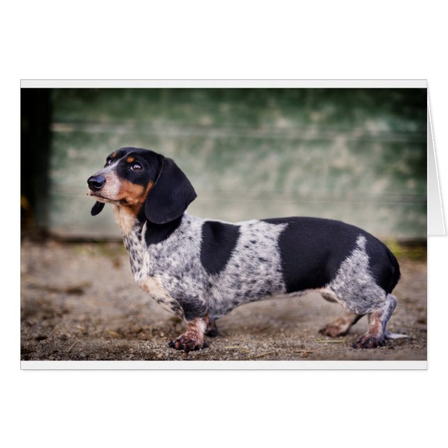 Piebald dachshund hälsningskort (Framsidan Horizontal)