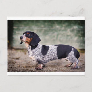 Piebald dachshund vykort