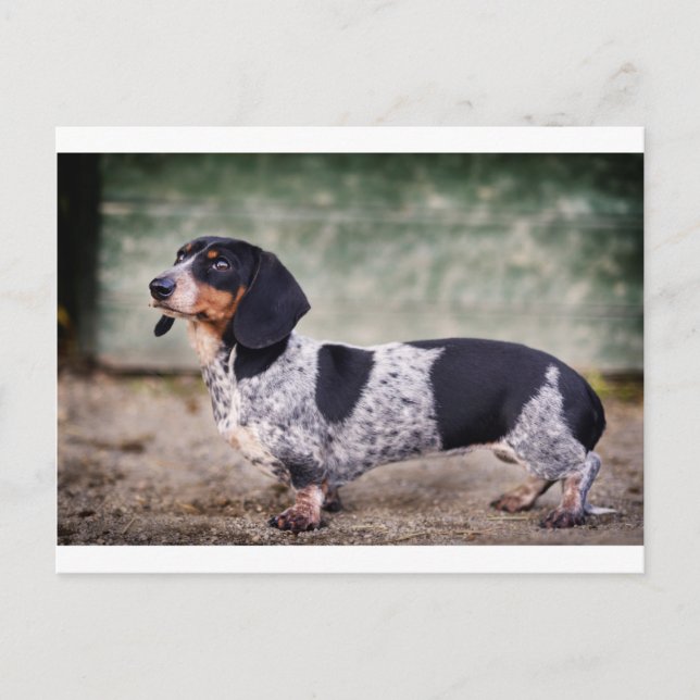 Piebald dachshund vykort (Framsida)