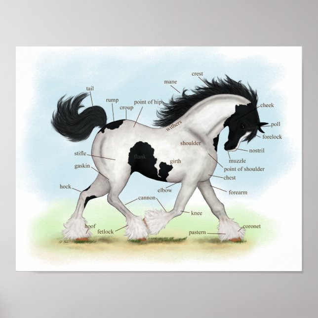 Piebald Gypsy Horse Equestrian Anatomy Poster (Framsidan)