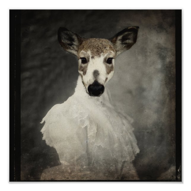 Piebald Hjort i nöd Fototryck (Framsidan)