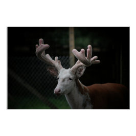 Piebald Hjort Perfect Poster