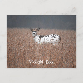 Piebald Hjort Photo Postcard Vykort
