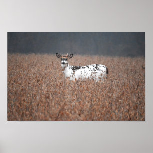 Piebald Hjort Photo Poster