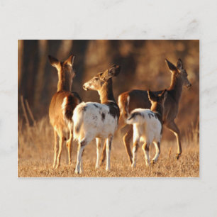 Piebald hjort vykort