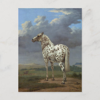 Piebald Horse Vykort