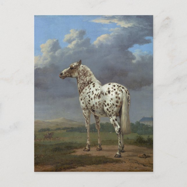 Piebald Horse Vykort (Framsida)