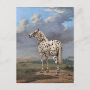 Piebald Horse Vykort