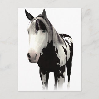 Piebald Paint Horse Art Vykort