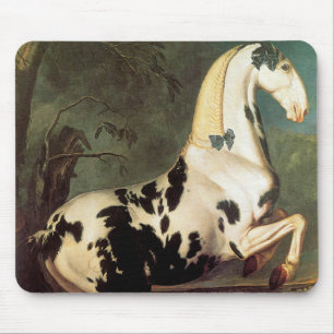 Piebald Stallion vid Eisgruber Stud Musmatta