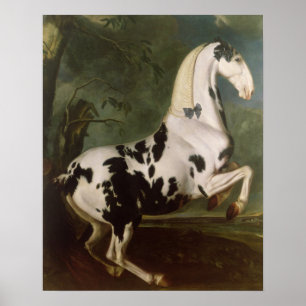 Piebald Stallion vid Eisgruber Stud Poster