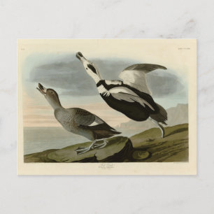 Pied Anka (Labrador Anka) Audubon Birds of America Vykort