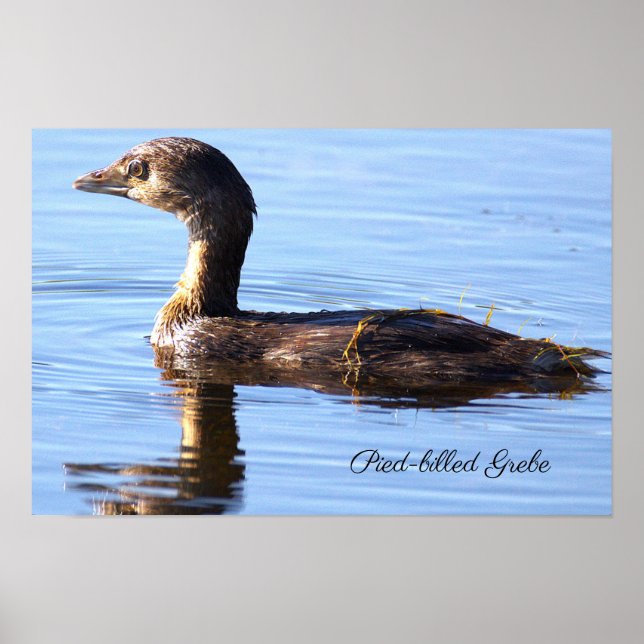 Pied-billed Dykar Affisch (Framsidan)