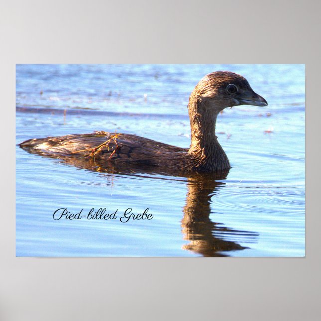 Pied-billed Dykar Affisch (Framsidan)
