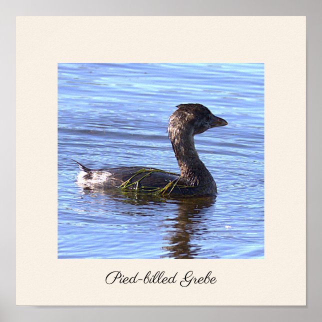 Pied-billed Dykar Affisch (Framsidan)