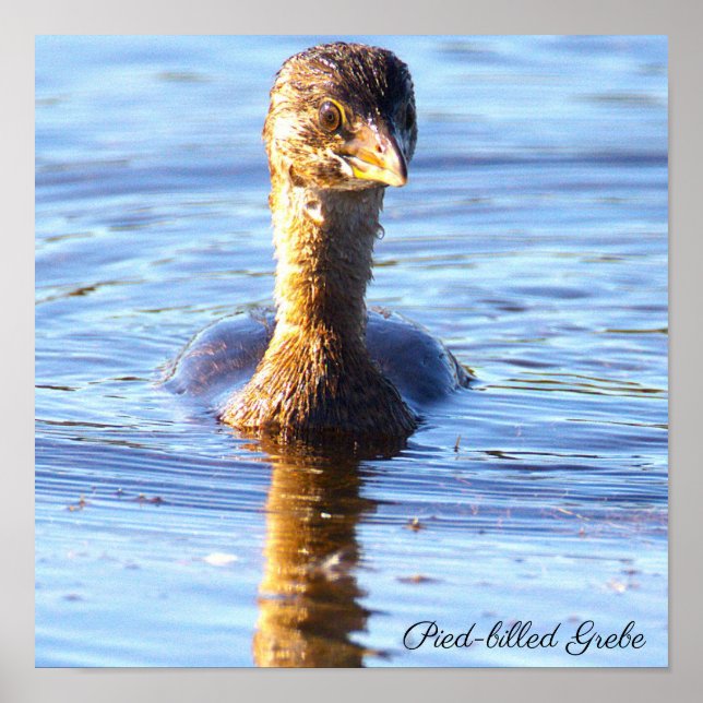 Pied-billed Dykarens Affisch (Framsidan)