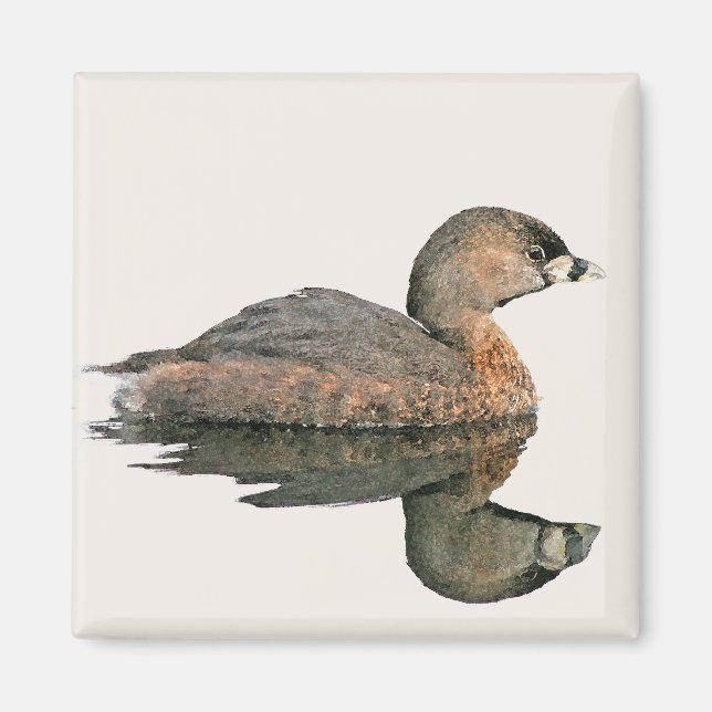 Pied Billed Grebe Magnet (Framsidan)