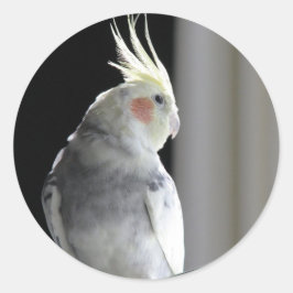 Pied Cockatiel Runt Klistermärke